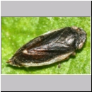 Philaenus spumarius - Wiesenschaumzikadezikade 01b 5-6mm - Feuchtwiese.jpg